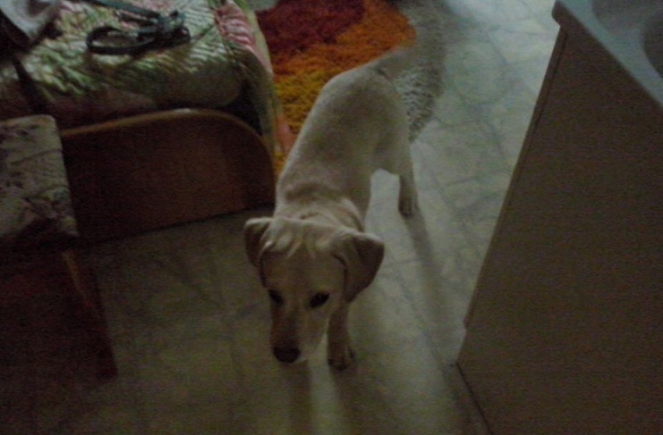 Labrador poszukuje właściciela