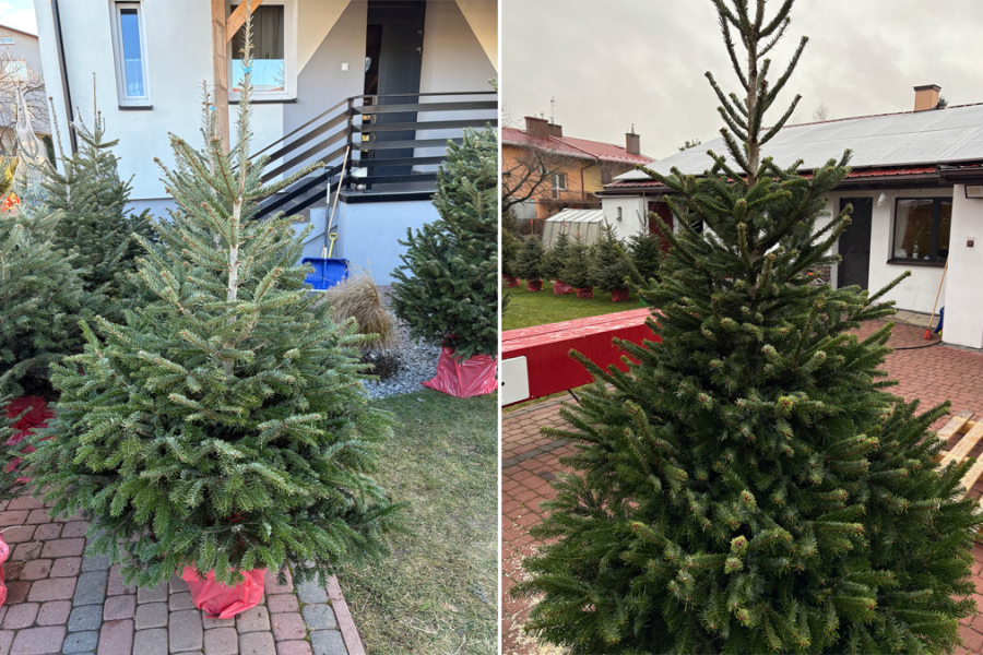 Ruszyła sprzedaż choinek w Lubaczowie. Tu kupisz najpiękniejsze jodły i świerki
