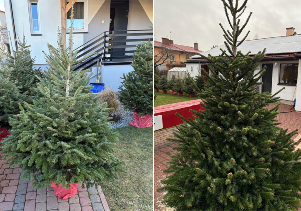 Ruszyła sprzedaż choinek w Lubaczowie. Tu kupisz najpiękniejsze jodły i świerki