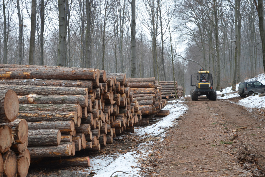 Mniejsze pozyskanie drewna na Podkarpaciu. Znamy plany RDLP w Krośnie