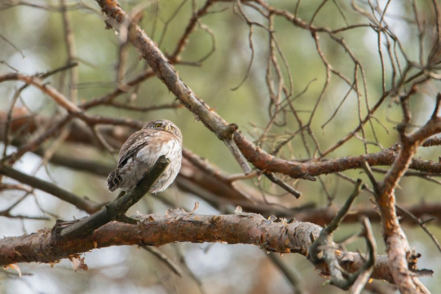 Sóweczka zwyczajna – najmniejsza sowa potwierdzona na terenie Nadleśnictwa Narol