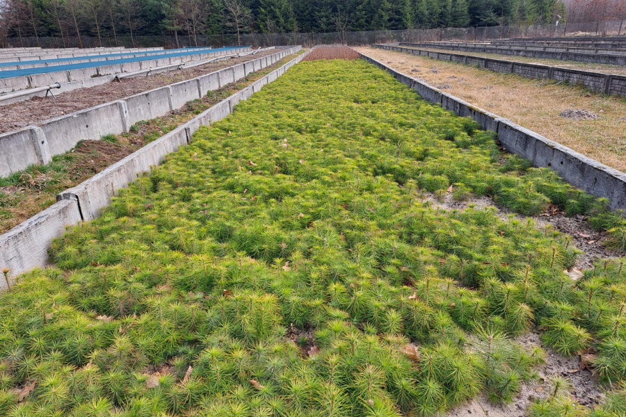 Leśnicy z Oleszyc ruszają ze sprzedażą sadzonek drzew – sprawdź ofertę