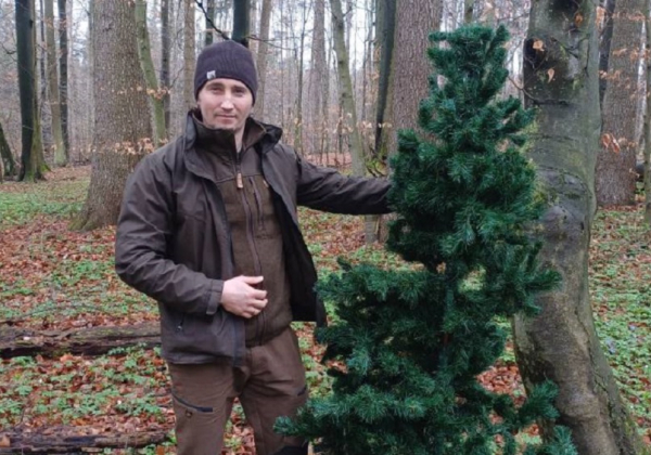 Sztuczna choinka w środku rezerwatu. Nieudany „żart” w Bukowym Lesie