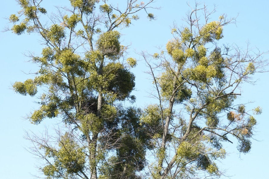 Jemioła atakuje – zielone kule zagrożeniem dla drzew w powiecie lubaczowskim