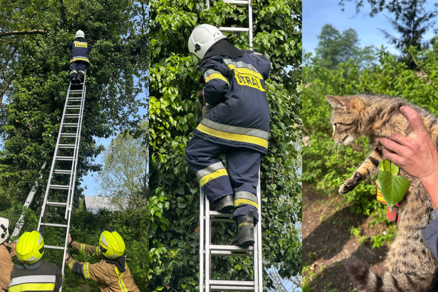 Kot utknął na drzewie w Lipsku. Strażacy z OSP Narol ruszyli z pomocą