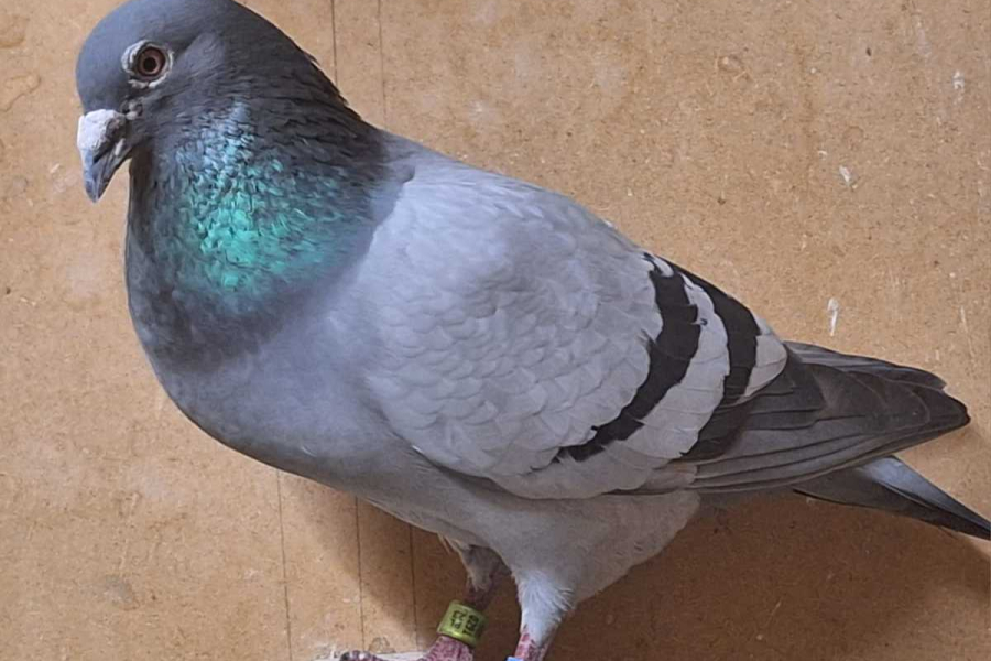 Kryminalni z Lubaczowa odzyskali cennego gołębia pocztowego