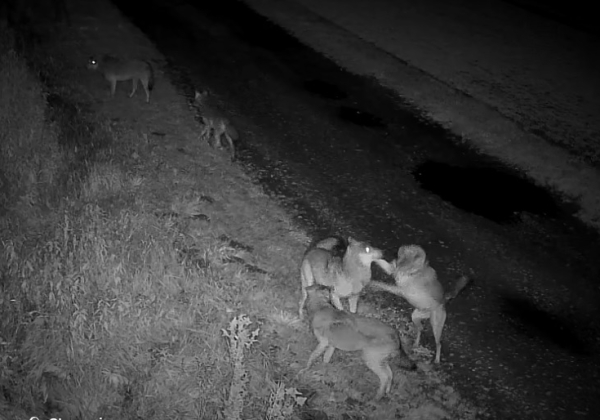 Sześć wilków na jednym nagraniu. Leśnicy z Oleszyc pokazali nowe ujęcia z fotopułapki [VIDEO]