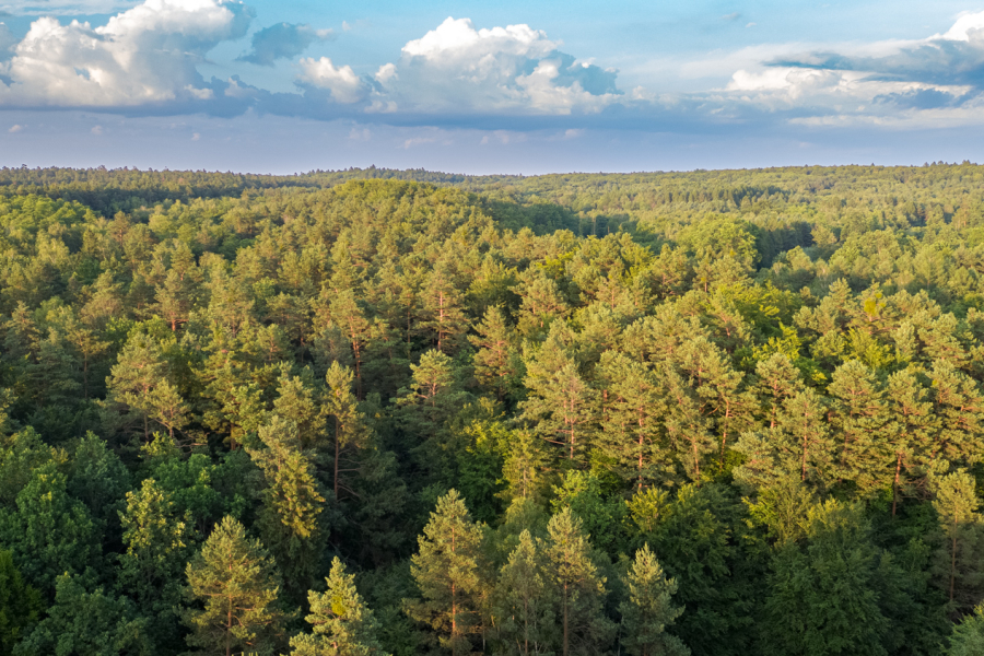 Nadleśnictwo Oleszyce kupi lasy i grunty pod zalesienie