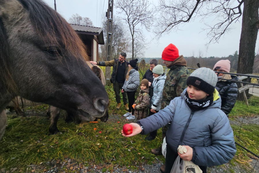 Jak koniki polskie pomagają ptakom? Uczniowie z Oleszyc działają na rzecz przyrody