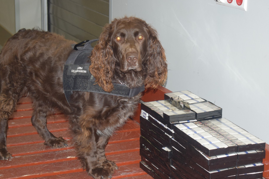 Budomierz: Pies Jagger wywęszył kontrabandę w autokarze