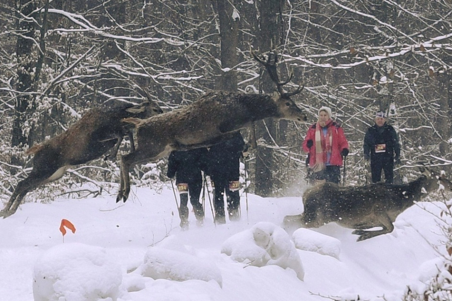 Niesamowite zdjęcie podczas zawodów w lesie. Jerzy Skoczylas uchwycił wyjątkowy moment