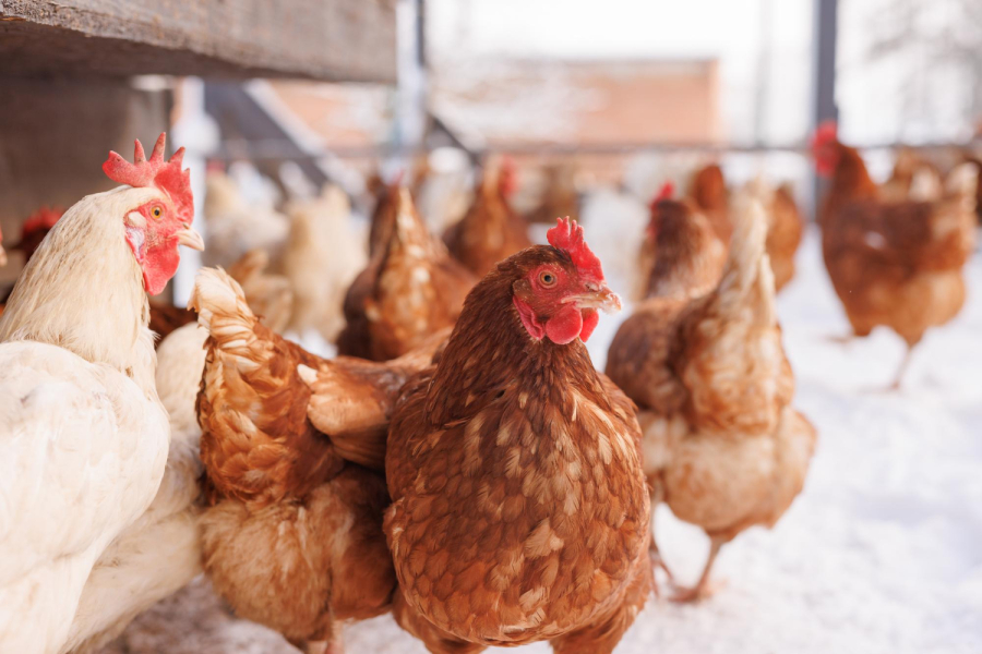 Grypa ptaków. Hodowcy drobiu w powiecie lubaczowskim muszą stosować nowe zasady