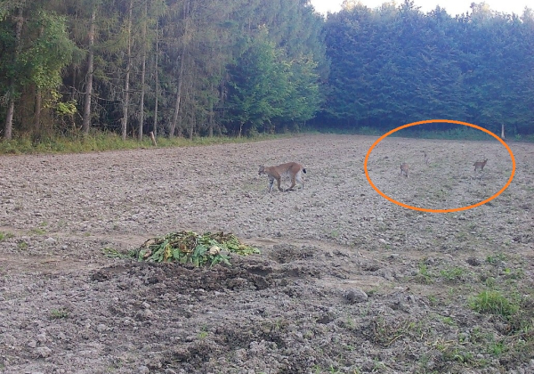 Rysia rodzina w lasach Nadleśnictwa Narol. Wyjątkowe ujęcie z fotopułapki