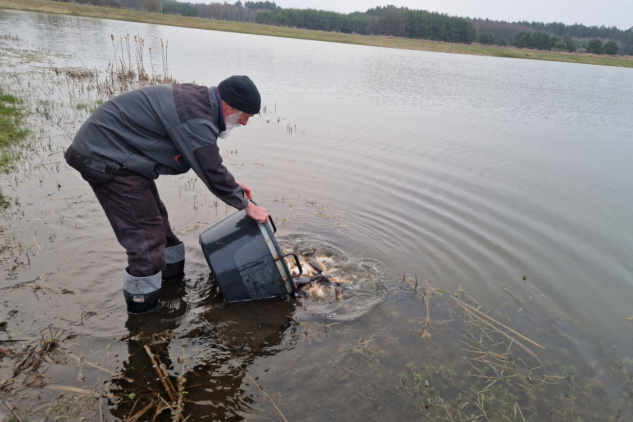 Zarybienie w Lubaczowie i w Borowej Górze. Do wody trafiły setki kilogramów ryb