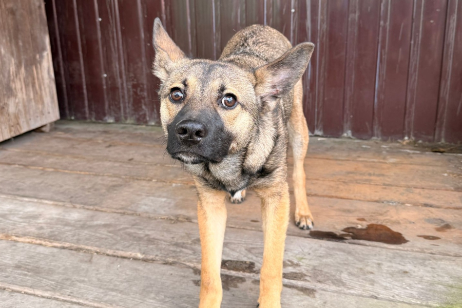 8-miesięczny pies uratowany z koszmaru. Szuka człowieka, który go nie skrzywdzi