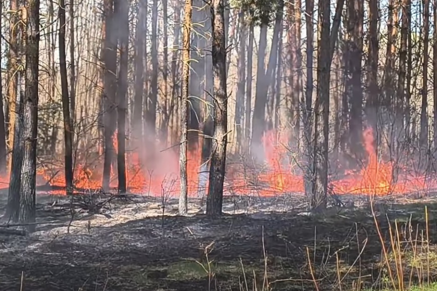 Złodziej chciał ukraść drewno. Wywołał pożar lasu [VIDEO]
