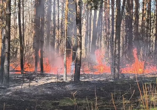 Złodziej chciał ukraść drewno. Wywołał pożar lasu [VIDEO]
