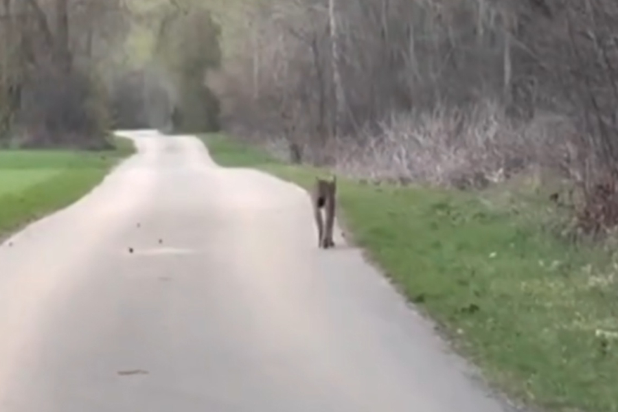 Ryś spacerował po drodze. Takie sceny nie zdarzają się często [WIDEO]