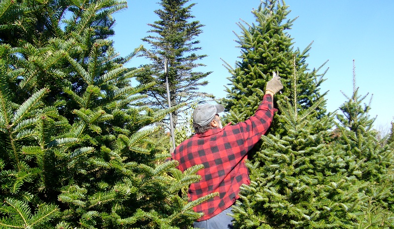 fot. wikipedia.org.pl