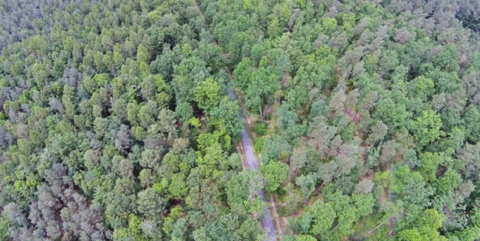 Dofinansowanie z ARiMR dla właścicieli lasów. Nabór wniosków od 2 maja