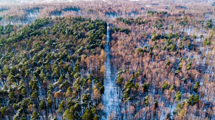 Nadleśnictwo Oleszyce kupi lasy i grunty