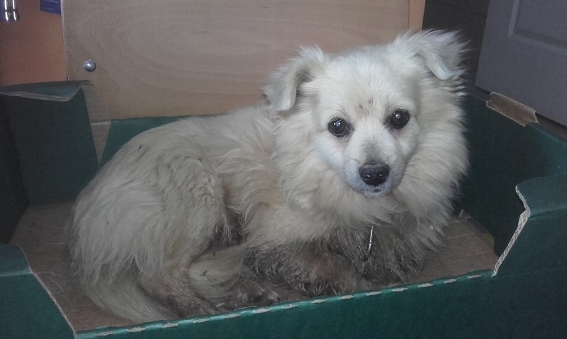 Poszukiwany właściciel młodego kundelka