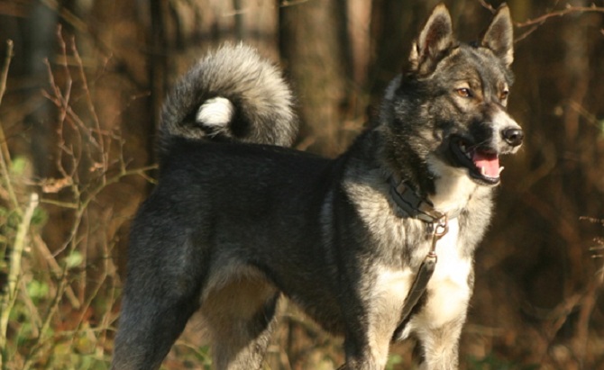 Szukamy Łajki zachodniosyberyjskiej, która zaginęła podczas polowania