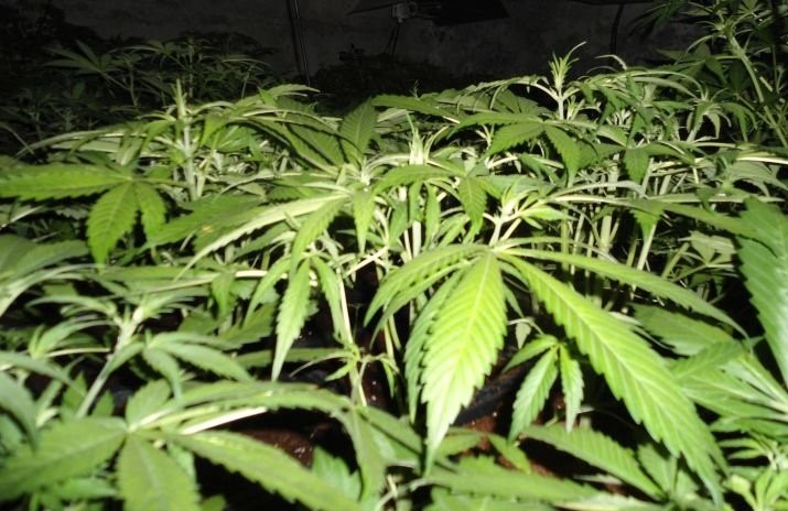 Strażnicy graniczni z Lubaczowa wykryli w lesie plantację marihuany