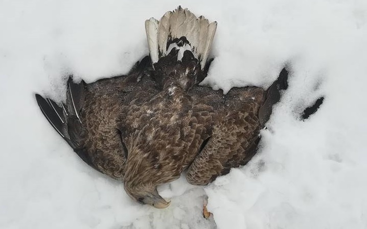 fot. Nadleśnictwo Narol