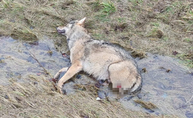 fot. czytelnik zlubaczowa.pl