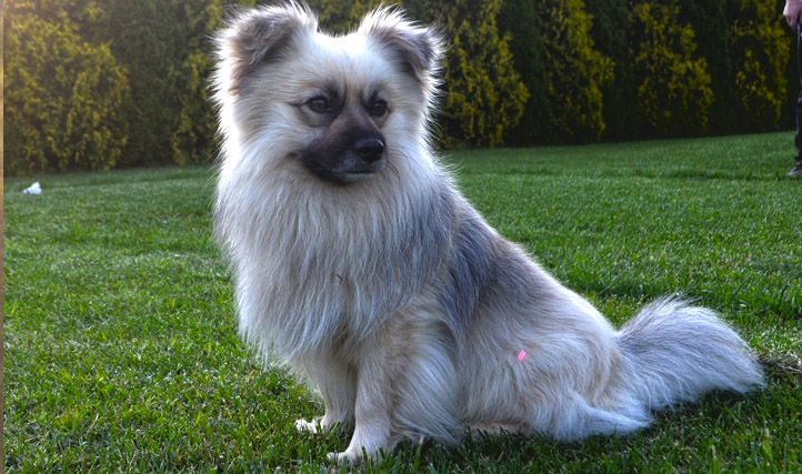 Wójt gminy Wielkie Oczy apeluje: zadbajmy o swoje psy!