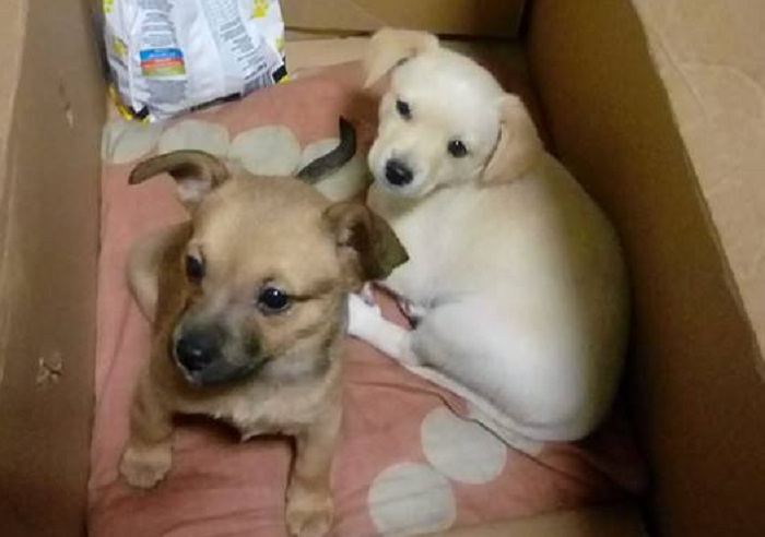 fot. Gabinet Weterynaryjny "Salamandra"