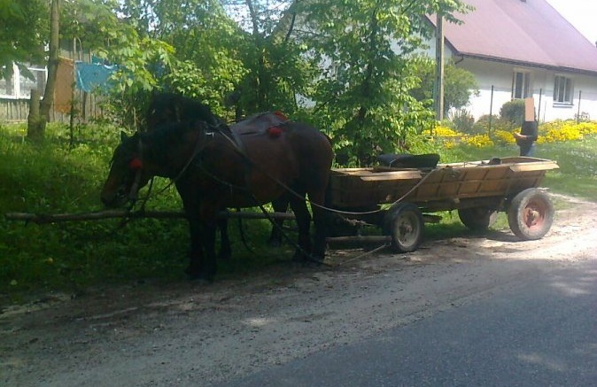 Zatrzymany zaprzęg fot. KPP Lubaczów