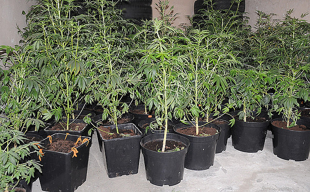 Narkotyki i amunicja w domu 47-latka z Lubaczowa