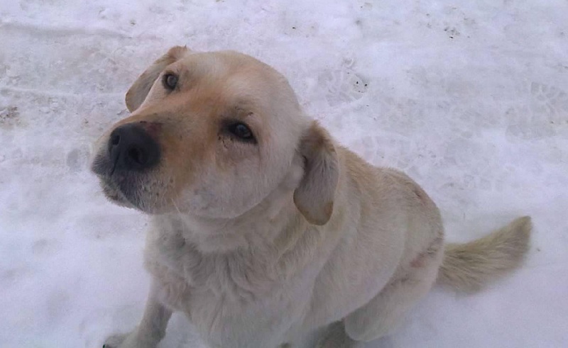 Szukamy właściciela labradora