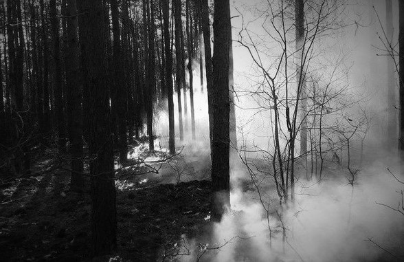 Szybka reakcja patrolu SG pomogła uratować las