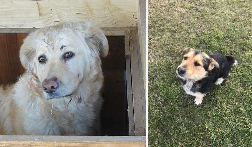 Szukają nowego domu lub właścicieli