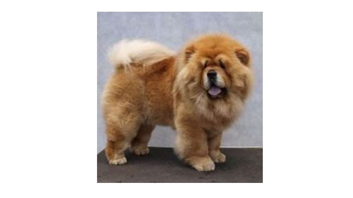Zaginął pies rasy chow chow. Na znalazcę czeka nagroda!