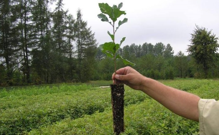 Sadzimy las z Prezydentem - odbierz sadzonkę od leśników z powiatu lubaczowskiego