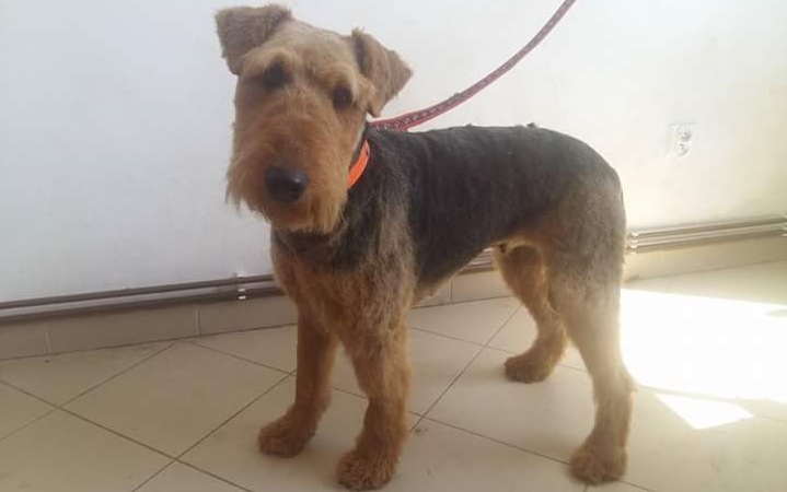 Szukamy suczki rasy Airedale Terrier. Dla znalazcy nagroda!