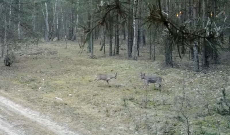 Fotopułapka uchwyciła walkę dwóch kozłów [ZOBACZ FILM]