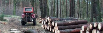 Nieszczęśliwy wypadek podczas prac leśnych