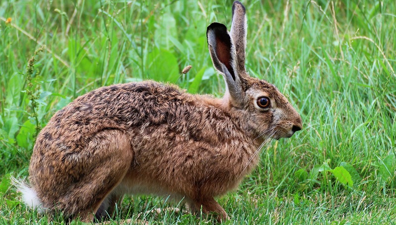 Myśliwi chcą odbudować populację zajęcy 