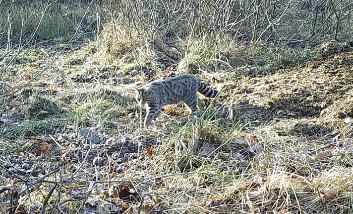 foto. Nadleśnictwo Oleszyce